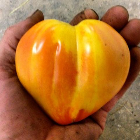 Orange Russian 117 tomato, yellow and orange heart-shaped