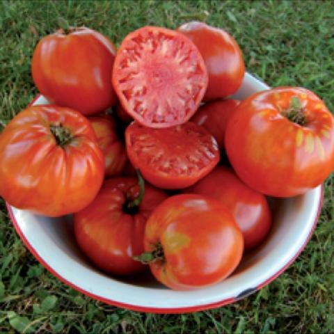 Seed Saver's Italian tomato, round red fruits