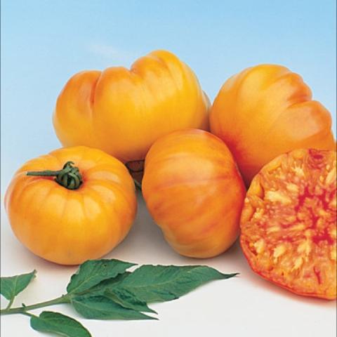 Striped German tomato, gold with red streaks inside