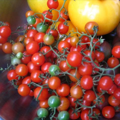 Sweet pea tomato, tiny red fruits