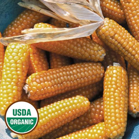 Tom Thumb popcorn, miniature ears of yellow corn
