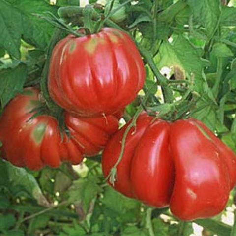 Zapotec Pleated tomato, dark red with deep ridges