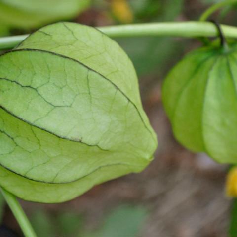 Green tomatillos on the vine