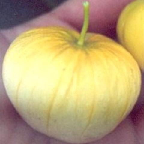 Giant Yellow tomatillo, light yellow fruit