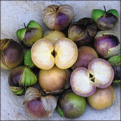 Purple tomatillo