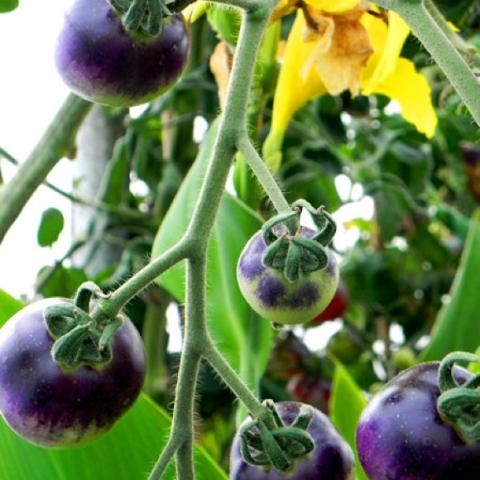 Bosque Blue tomatoes fully ripe, dark purple