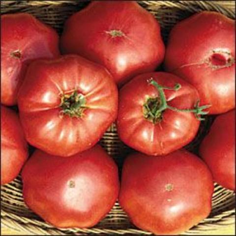 Brandywine tomato, slighty pink red