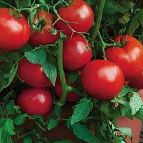 Tomato Bush All Star, red tomatoes on the vine