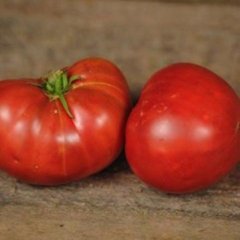 Carbon tomato, wide flattened red fruits