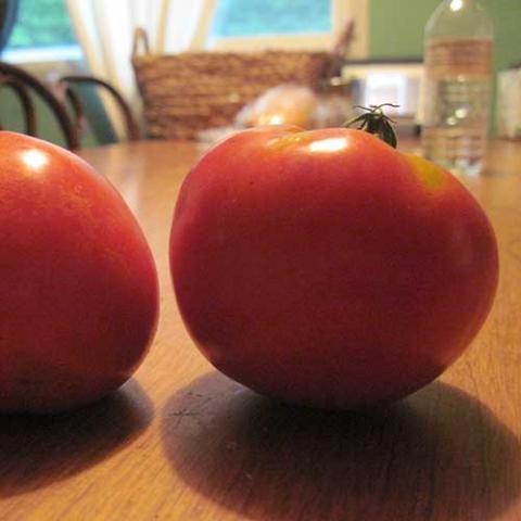 Tomato Celebrity, round red tomatoes