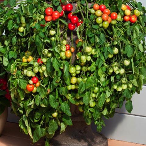 Tomato Cherry Falls, cherry tomatoes growing down