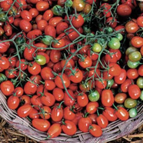 Cherry Roma tomato, small red fruits