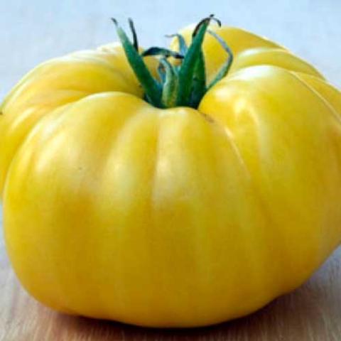 Dakota Gold tomato, bright yellow large fruit