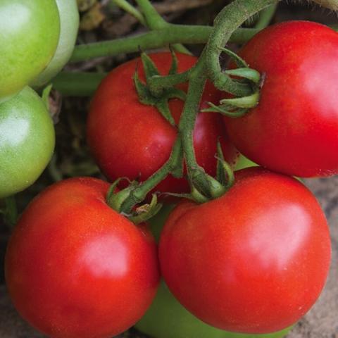 Tomato Defiant, red fruits
