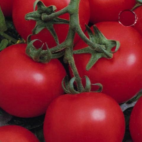 Tomato Early Doll, red round tomatoes