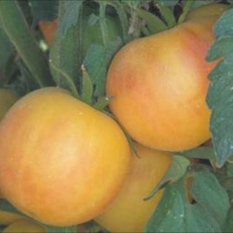 Garden Peach yellow tomato, slight pink blush