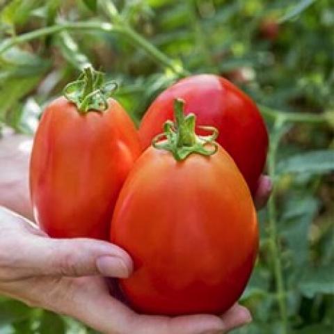 Gladiator tomatoes, large plum-shaped red fruits