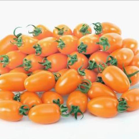 Glitter tomatoes, elongated orange-yellow cherry tomatoes