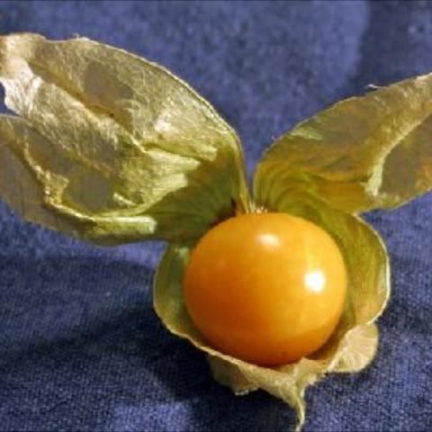 Ground cherry fruit