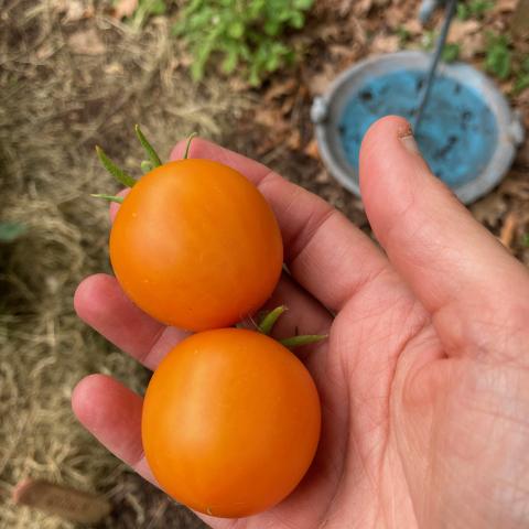 Jaune flamme tomato, orange to yellow fruits showing size in a hand
