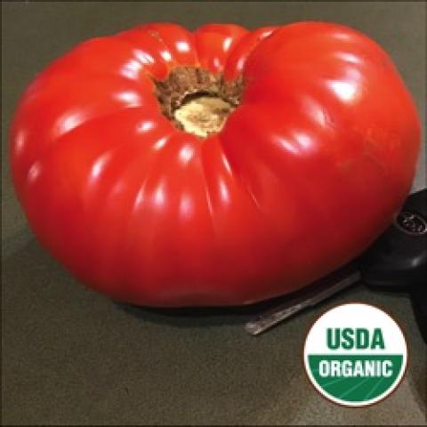 Kathy's Red Barn tomato, flattened ribbed red tomato, wide