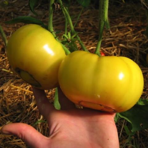 Tomato Lillian's yellow, wide yellow fruits
