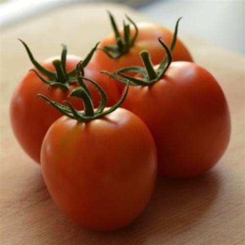 Marriage Perfect Flame tomato, red oval tomatoes