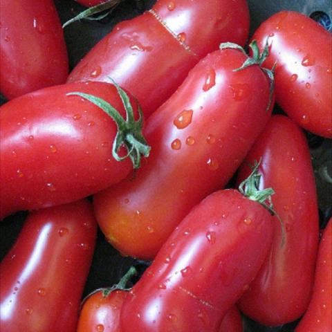 Long red tomatoes, San Marzano