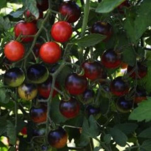 Tomato Midnight Snack, red cherry tomatoes on the vine