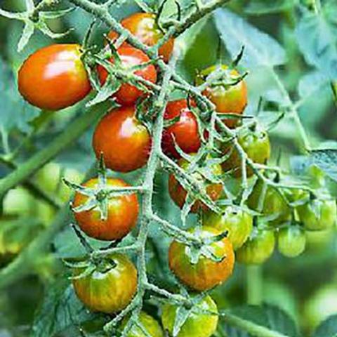 Tomato Moby Grape, long red grape tomatoes on the vine