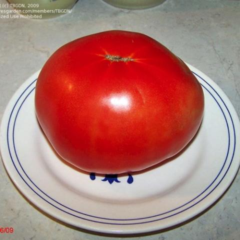 Tomato Mountain Pride, large red slicer