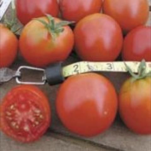 Northern Delight tomato, red round fruits