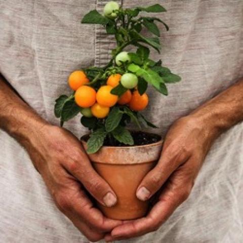 Orange Hat Micro tomato, micro plant growing small cherry tomatoes