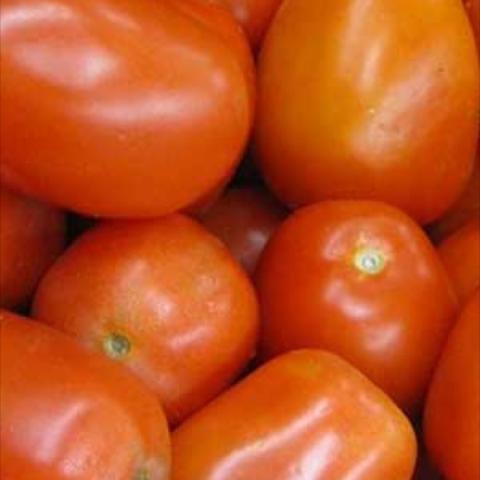 Roma tomatoes