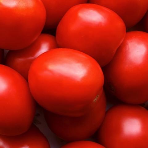 Tomato Saucy Lady, red fruits