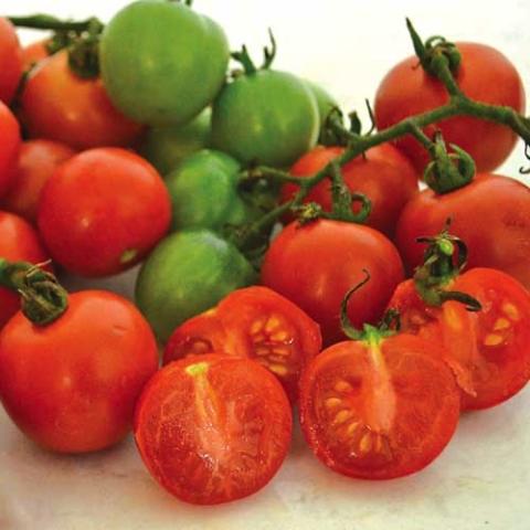 Tomato Tommy Toe, large red cherry tomatoes