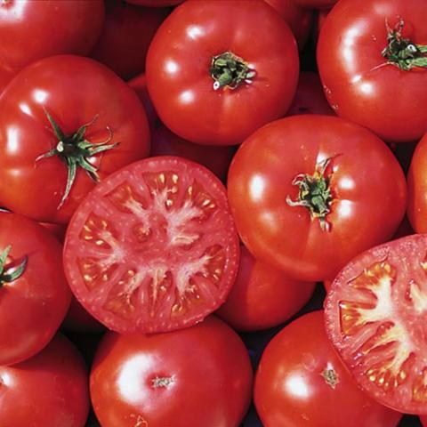 Tomato Trophy, red slicers