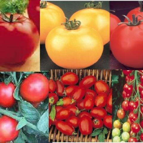 Mixed hybrid tomatoes