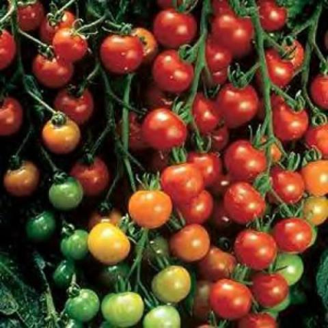 Tomato 'Sweet 100' many small tomatoes, some ripening