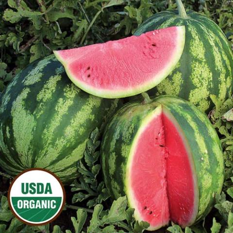 Watermelon Oh So Sweet, two-tone green rind and red inside