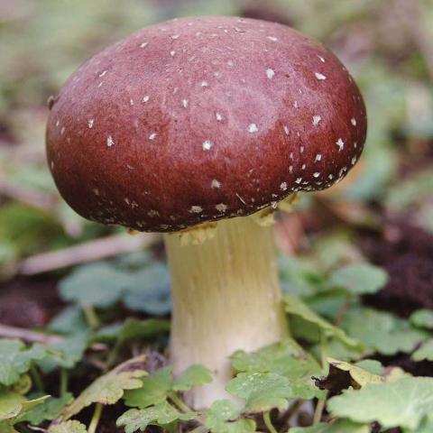 Winecap mushroom, reddish brown half-egg shaped caps with white dots