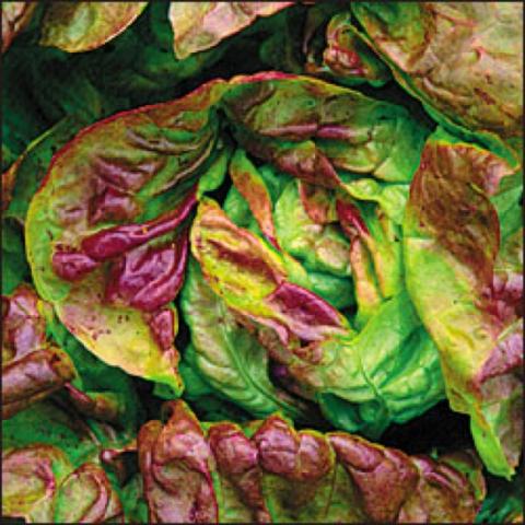 Yugoslavian Red Butterhead lettuce, green leaves with big red tinges